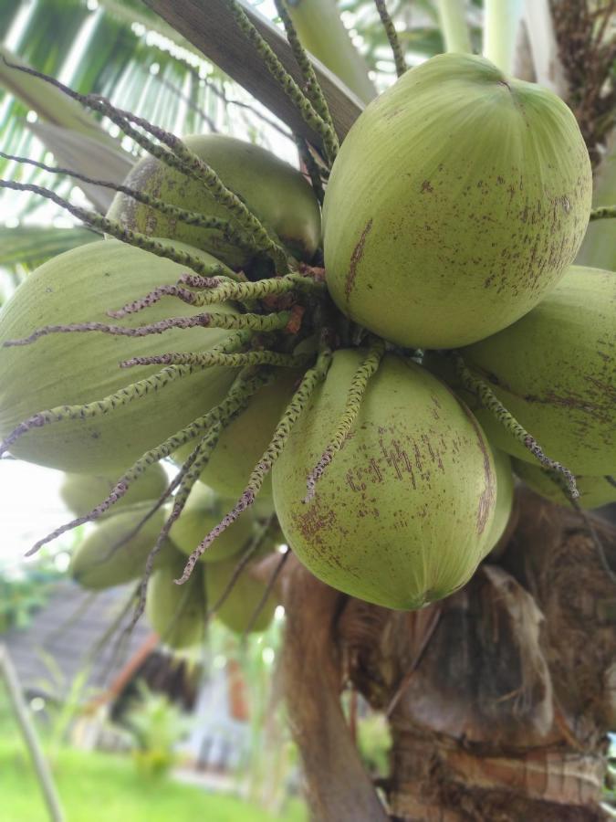 Coconut Gili Meno Hotel Eksteriør billede